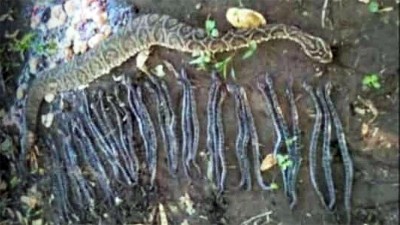 Yarará intentó atacar a trabajador: medía más de 1,5 metro y tenía 32 crías