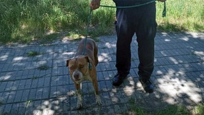 Perro cayó a una piscina con agua en descomposición y fue rescatado