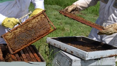 La apicultura entrerriana espera ingresos adicionales por la quita de retenciones a la exportación