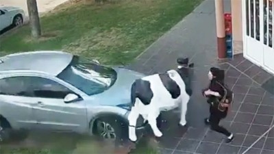 Salvó su vida gracias a una vaca de utilería