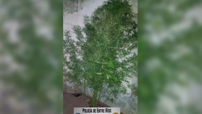 Secuestraron planta de marihuana de más de 2,5 metros en una tapera