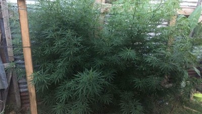 Buscaban una moto robada y hallaron plantas de marihuana de casi tres metros
