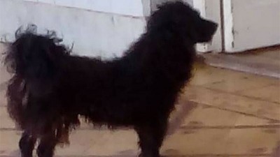 Amor y lealtad: Esperó en el hospital a su dueña, pero no pudieron reencontrarse