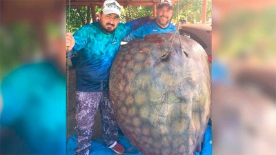 Pescaron una impresionante raya de 190 kilos en arroyo santafesino