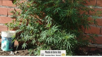 Una paranaense entregó tres plantas de marihuana: dijo que eran de su ex