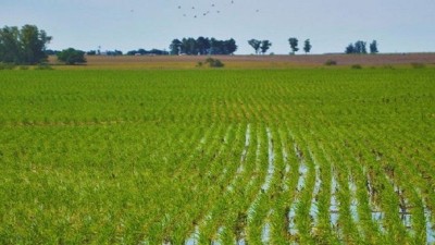 Entre Ríos proyecta mejorar la campaña de arroz y le disputa el área a Corrientes
