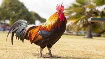 Insólito: fue multado con $ 40 mil por los ruidos que hace su gallo