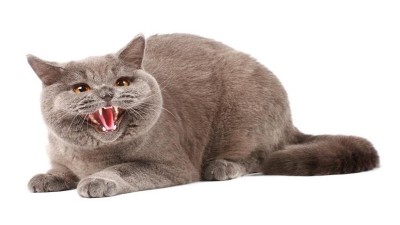 Un gato enfurecido entró a la cabina de un avión, atacó al piloto, y lo obligó a aterrizar