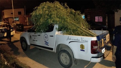 Hallan 11 plantas de marihuana de gran tamaño en Paraná y detienen a una mujer