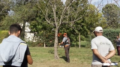 La Municipalidad se capacita para la poda del arbolado público