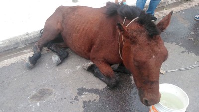 Robaron un caballo en Paraná y lo abandonaron muy lastimado en la calle