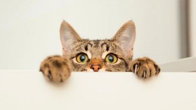 Identifican casos de transmisión de coronavirus de personas a mascotas