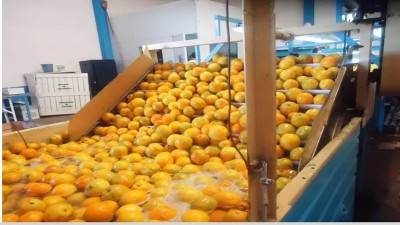 Los cítricos entrerrianos vuelven a ingresar al mercado europeo