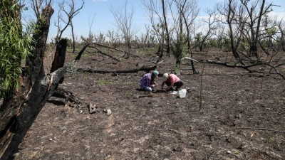 Científicos comprobaron efectos nocivos de los incendios en suelos de la isla