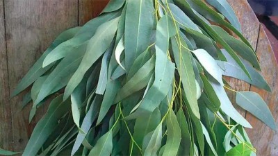 Furor por el eucalipto: usan sus hojas para prevenir el coronavirus