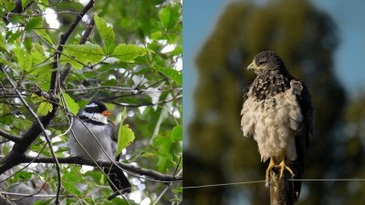 Fotografiaron dos nuevas especies de aves en Concordia
