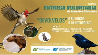 Decomisaron un millar de kilos de carne en 21 operativos de fiscalización