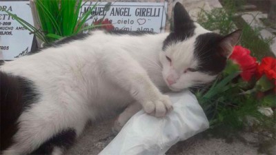 Gatita cuida una tumba: Debe ser por tantos animales que rescató mi mamá