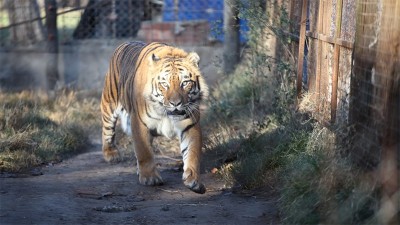 Rescataron un tigre de bengala y una leona que estaban en un predio rural