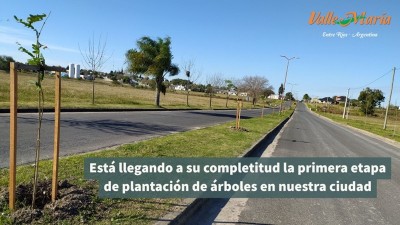 Está llegando a su completitud la primera etapa de plantación de árboles en nuestra ciudad
