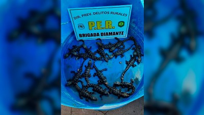 Liberaron a pichones de yacaré que habían sido atrapados por tres cazadores