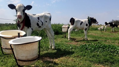 Créditos para el sector tambero