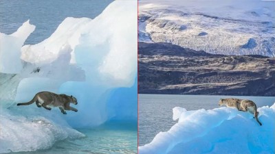 Un puma fue fotografiado y filmado sobre un iceberg en el sur argentino