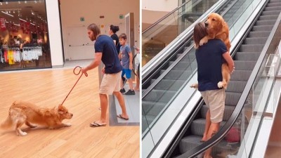 Golden retriever se niega a subir las escaleras eléctricas, así que papá lo ayuda