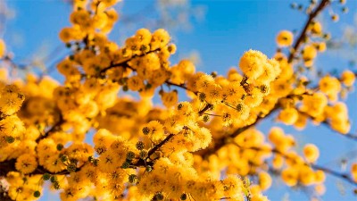 Se celebra el Día del Árbol Entrerriano: los beneficios y mitos sobre la poda