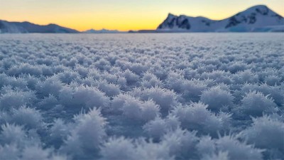 Llamativas flores de hielo se formaron en la Antártida: el origen del fenómeno