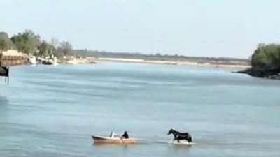 Dramática bajante: cruzaron un caballo caminado frente al puerto de Diamante
