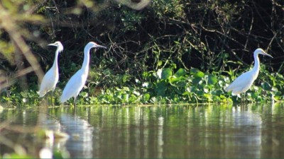 ONG expresa su preocupación ante el peligro que vive la reserva del humedal