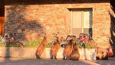 Carpinchos invadieron calles en Nordelta: atacan mascotas y causan accidentes