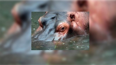Murió un ejemplar de hipopótamo en el Ecoparque de Mendoza