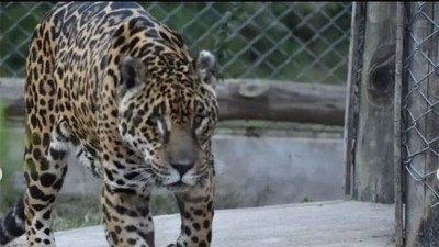 La yaguareté emblema del Iberá quedó ciega debido a una enfermedad