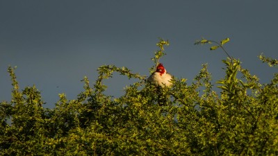 La reserva natural Montecito de Lovera de Cerrito se sumó al Sistema Provincial de Áreas Protegidas
