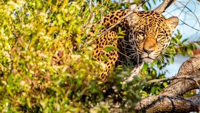 Liberaron otro yaguareté en el Parque Nacional Iberá: es una hembra joven
