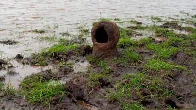 Hornero hizo nido a orillas de una laguna: Afirman que es mal presagio