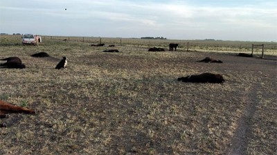 Más de 150 vacunos murieron de sed: qué ocurrió y de cuánto es la pérdida