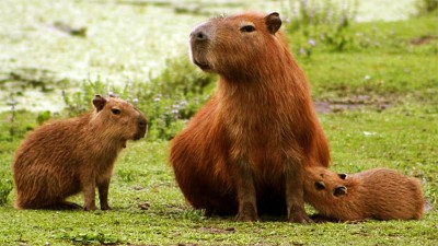 Autorizaron caza de carpinchos en área agrícola: afirman que hay superpoblación