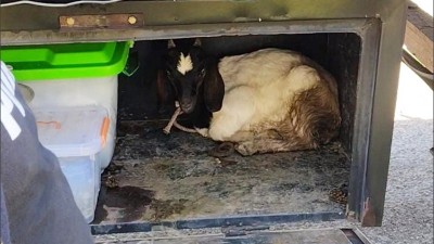 Los detuvieron con más de 100 aves, un chivo y 25.000 kilos de ácido