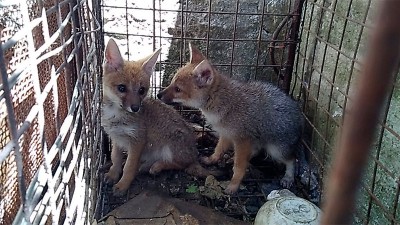 Rescatan a zorrita que tenían como mascota en una vivienda en Concordia