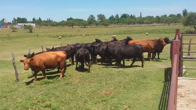 Cuidador de campo robó vacunos a su vecino y lo descubrieron cuando los vendía