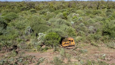 A pesar de un fallo judicial, siguen los desmontes de bosques nativos en Chaco
