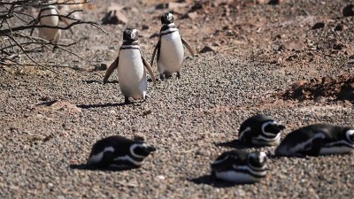 Denuncian matanza de casi 300 pichones de pingüinos y la destrucción de nidos