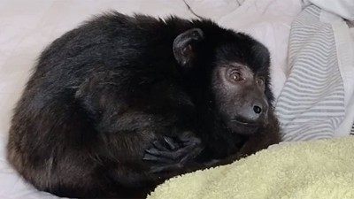 Allanaron una fiesta y hallaron un monito encerrado en un armario