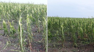 Impresionante caída de granizo afectó a un campo entrerriano