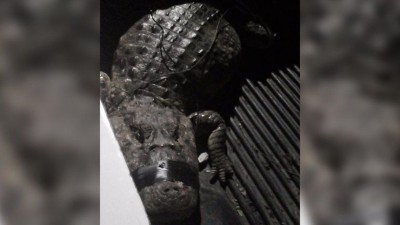 Paraná: hallaron un yacaré en el patio de una casa