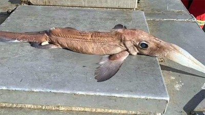 Hallaron un extraño pez en las aguas del río Uruguay