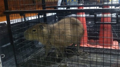 Una familia de Paraná tenía un carpincho como mascota